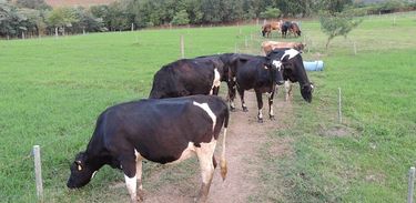 Vacas leiteiras da fazenda Nata da Serra, onde aconteceu o primeiro módulo do curso