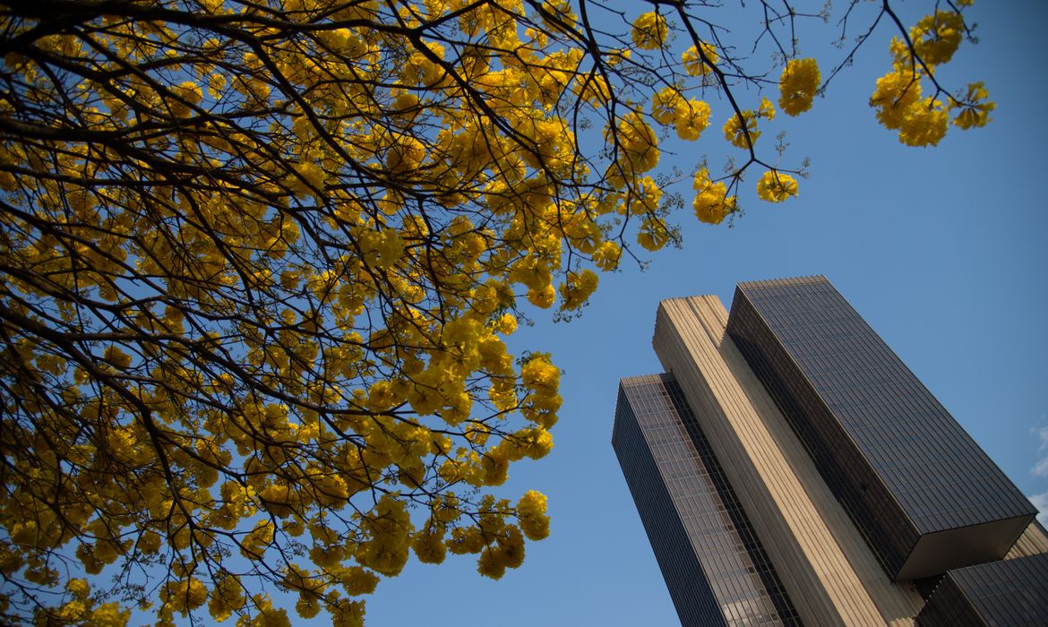 Floração dos Ipês Amarelos deixa ruas de Brasília mais coloridas nessa época do ano (Fabio Rodrigues Pozzebom/Agência Brasil)