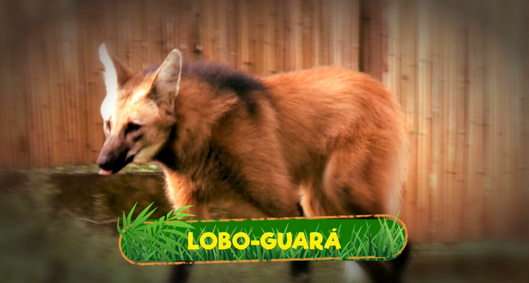 Lobo-guará pode ser muito mais simbólico que na nota de R$ 200 | Unicamp