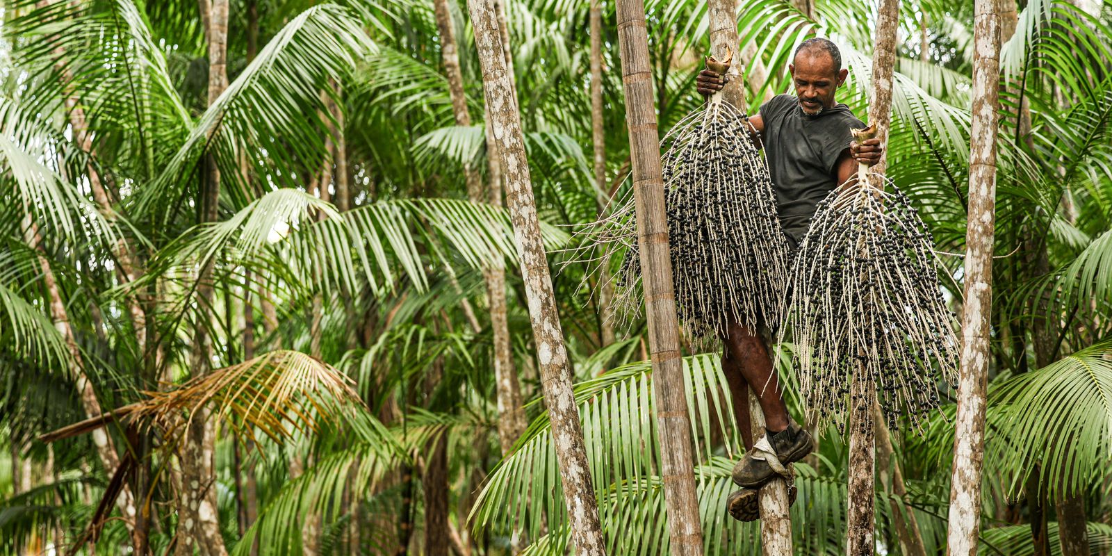Agrofloresta é saída para restauração de áreas degradadas na pecuária