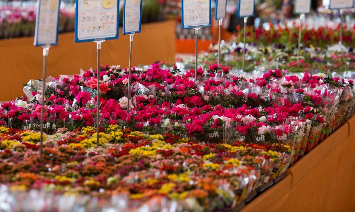 O Instituto Brasileiro de Floricultura estima crescimento de 7% do setor este ano. Expoflora, maior exposição de flores e plantas ornamentais da América Latina,  vai até 24 de setembro, em Holambra, São Paulo.