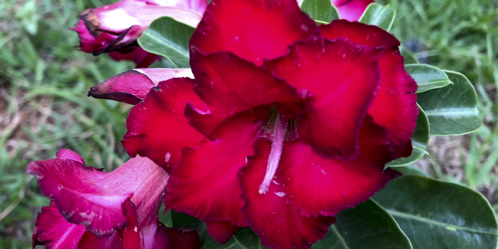 Primavera Agência Brasil