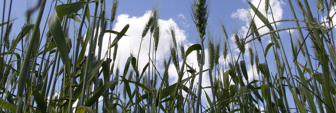 Cultivo do trigo