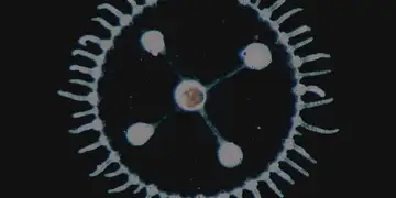 Luedji Luna lança o álbum 