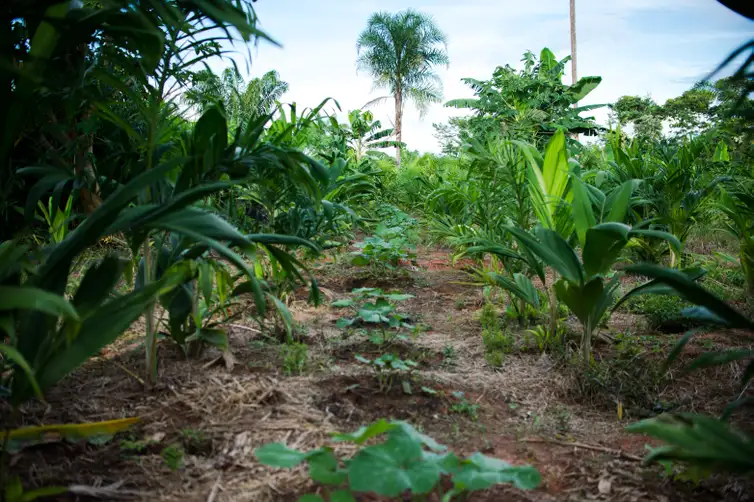 Juruena, MT, Brasil: Horta de legumes e verduras de Cláudio, que trabalha com o sistema agroflorestal, no assentamento Vale do Amanhecer, no município de Juruena. Os sistemas agroflorestais são consórcios de culturas agrícolas com espécies