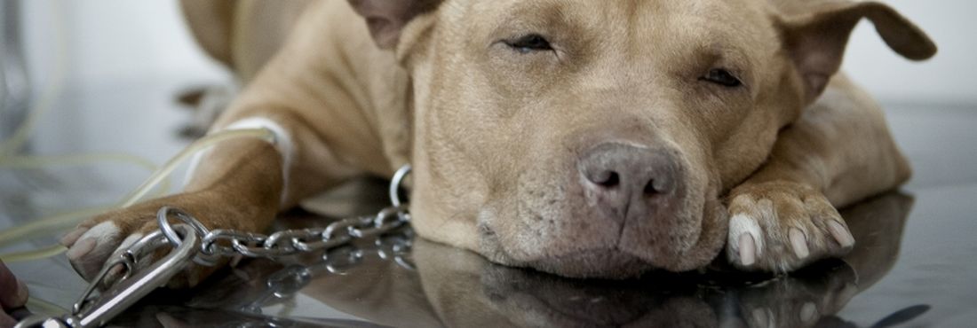 Único hospital público para cães e gatos do Brasil será ampliado