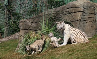 São Paulo (SP), 18/07/2025 - Filhotes da tigresa branca Indira no zoológico Animália Park, em Cotia. Foto: Rovena Rosa/Agência Brasil