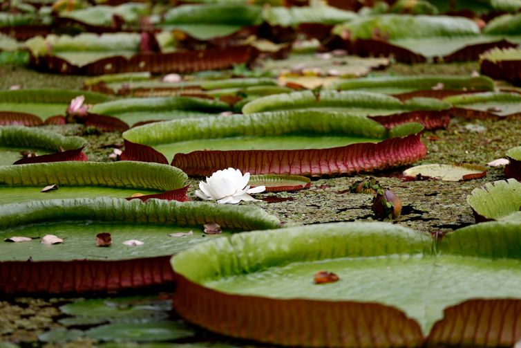 Rio de Janeiro (RJ), 21/03/2025 - O Jardim Botânico do Rio de Janeiro possui um dos sistemas de abastecimento e escoamento de água mais antigos do país. As canaletas, que conduzem as águas do Rio dos Macacos até áreas urbanas da cidade, datam dos anos 1820 e são usadas até os dias de hoje. Foto: Tânia Rêgo/Agência Brasil