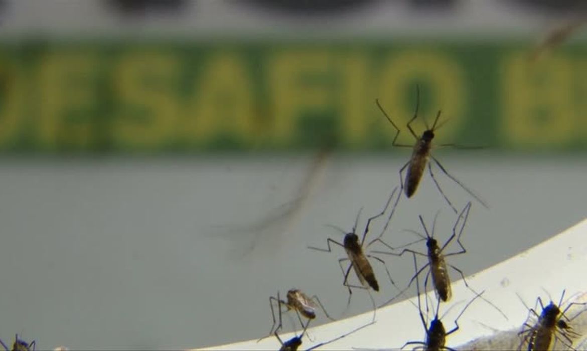 Em 2022 o Brasil tem aumento de 172% nos casos de dengue e 978 mortes | Radioagência Nacional
