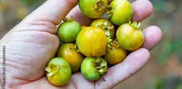 Gabiroba gigante, fruta rara da Mata Atlântica ficou famosa ao vencer concurso de sorvete