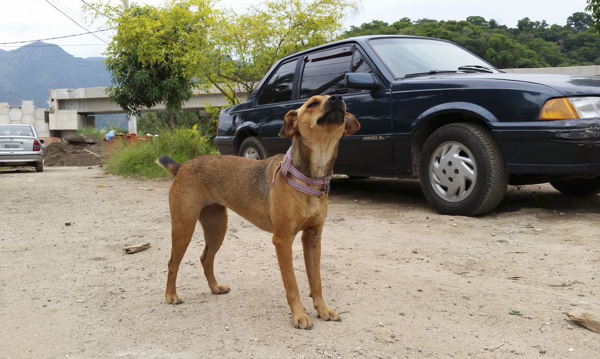 Rio de Janeiro - Cães não puderam ser levados para o Parque Carioca e permanecem na comunidade da Vila Autódromo sem dono (Akemi Nitahara/Agência Brasil)