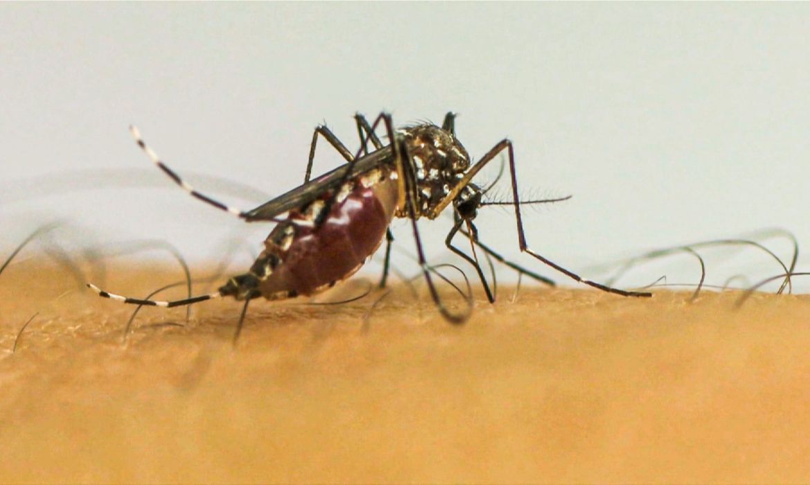 Rio de Janeiro (RJ) 13/04/2024 - Epidemia de dengue no Brasil é o tema do Caminhos da Reportagem deste domingo<br /> Frame EBC