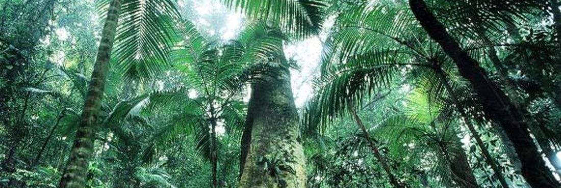 mata Atlântica, mato, floresta, meio ambiente, árvore Objetivo do inventário é evitar desaparecimento de espécies e preservar biodiversidade