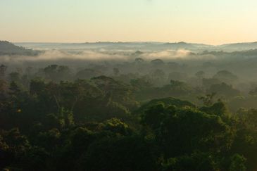 Vista panorâmica de trecho da floresta amazônica