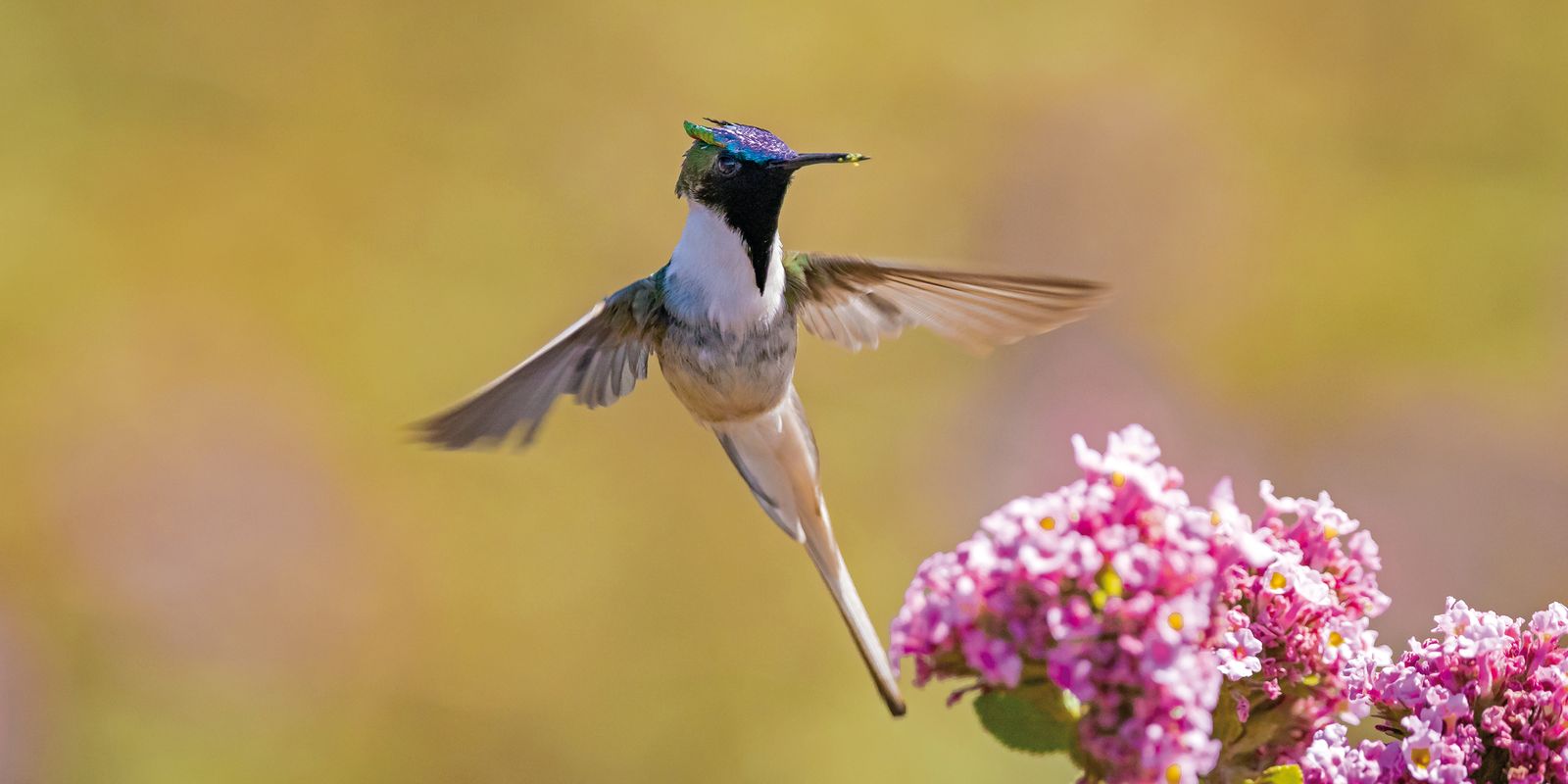Embrapa estuda revegetar áreas degradadas pela mineração em MG