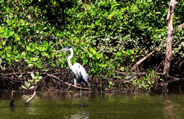 Guapimirim (RJ), 30/03/2023 - Uma Guarça-moura(Ardea cocoi) pousa perto de manguezal na Área de Proteção Ambiental (APA) de Guapimirim, Guapimirim, Região Metropolitana do Rio de Janeiro. Foto: Tânia Rêgo/Agência Brasill