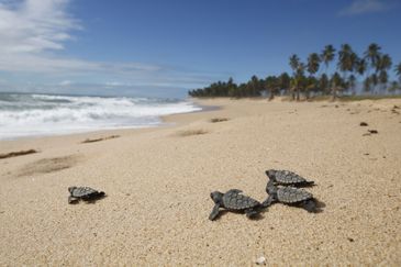  Soltura de filhotes de tartarugas  monitorados pelo Projeto Tamar