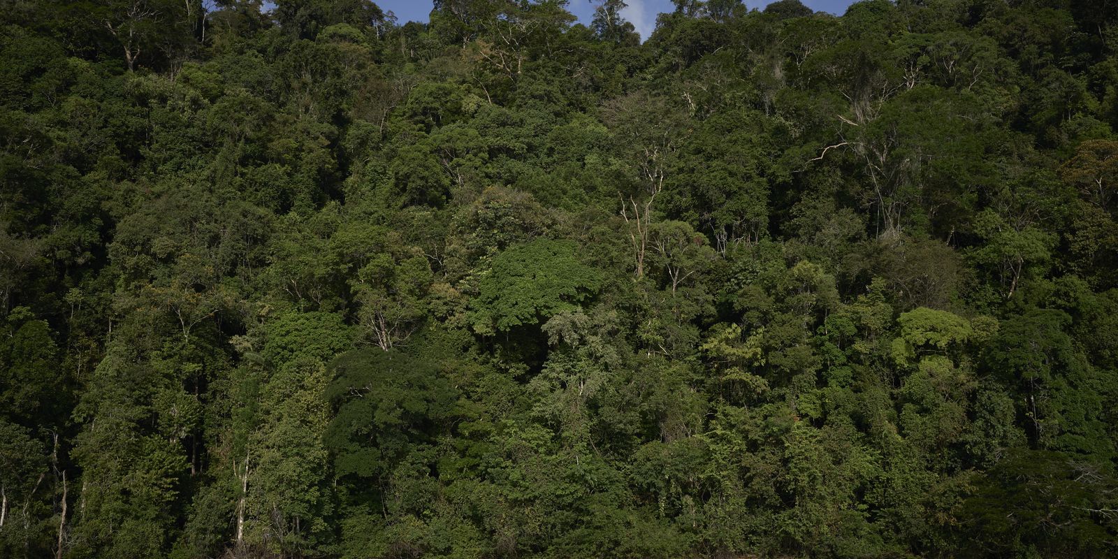 Temperaturas extremas ameaçam áreas preservadas da Amazônia