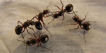 As formigas estão no foco do quadro Vida no Rio 