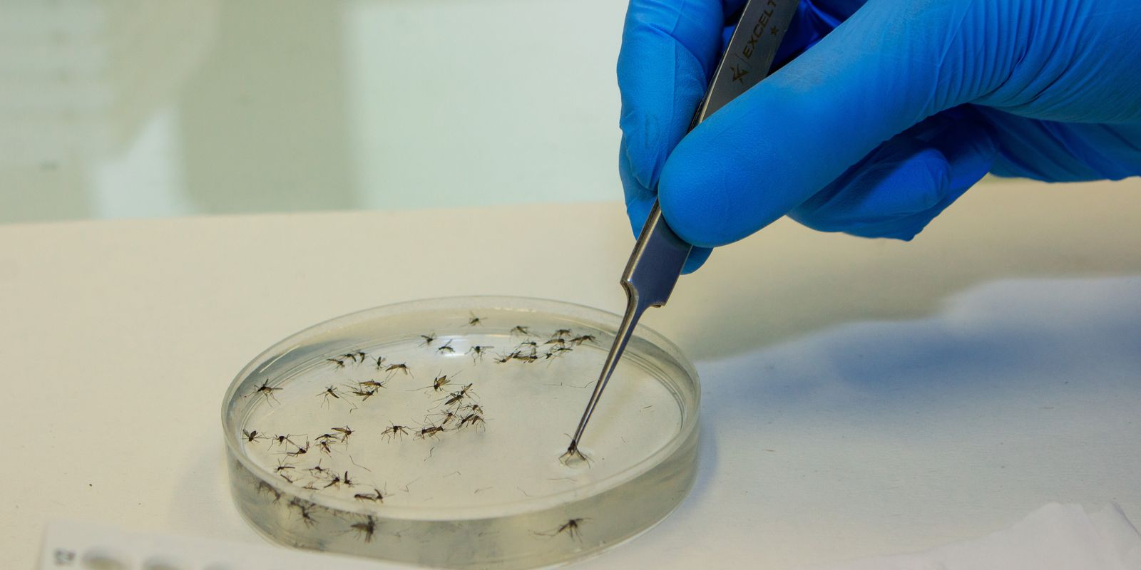 Brasil ampliará uso de bacteria wolbachia para combatir el dengue