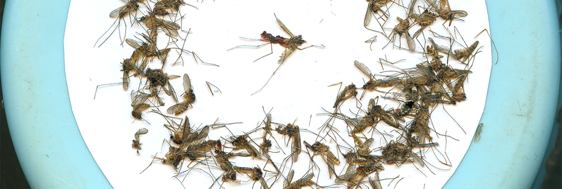 Mosquito que provoca a febre chikungunya