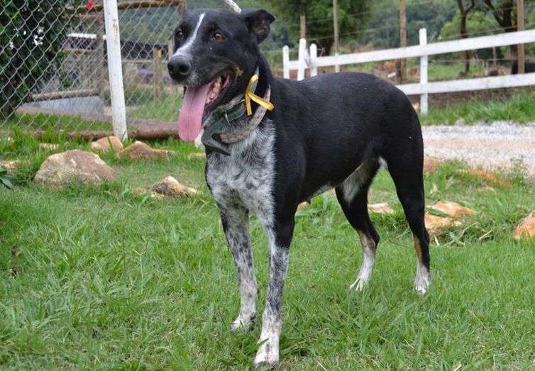 Divulgação/Vale A cadela Hanna é um dos animais disponíveis para adoção em Brumadinho e Região.