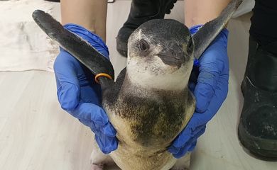 Pinguim em reabilitacão