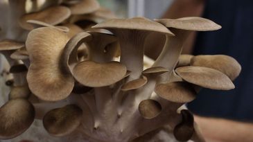 Saiba como produzir cogumelos
