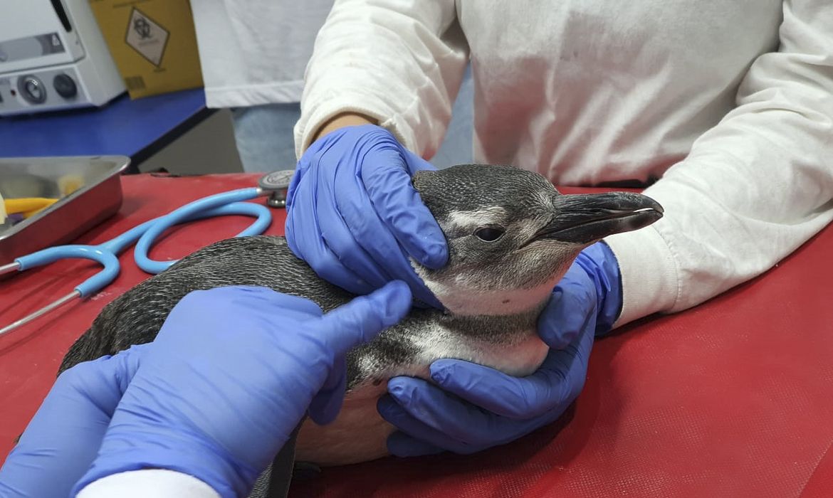 Pinguins resgatados na costa brasileira.