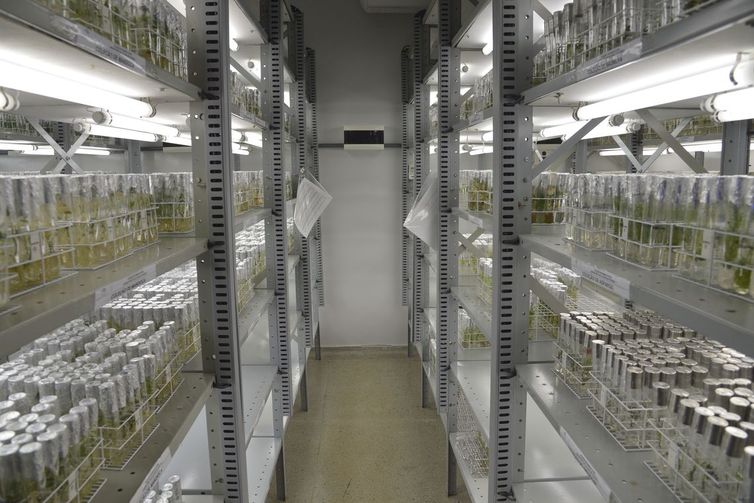 Embrapa vai alimentar banco de sementes