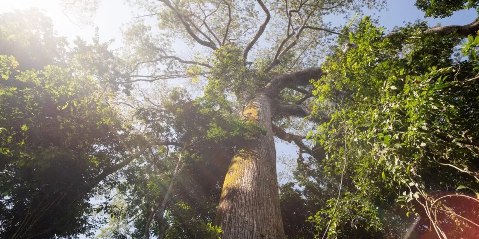 Fundo Florestas Tropicais para Sempre é finalista em prêmio ambiental
