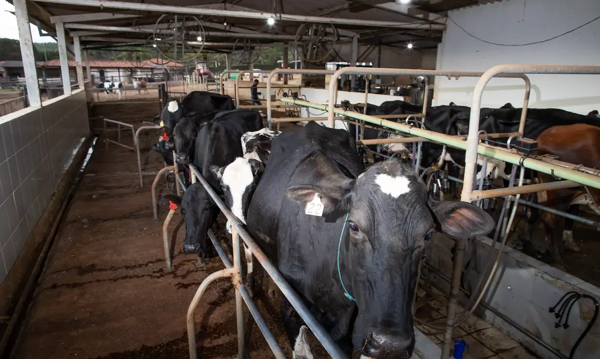 Bovinocultura de leite,Vaca, leite