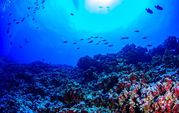 03/08/2023, Fotos subaquáticas, de Colinas Coralinas. Foto: Luiz Rocha/ California Academy of Sciences