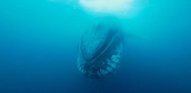 Série Vida Selvagem traz registros da baleia-franca-austral