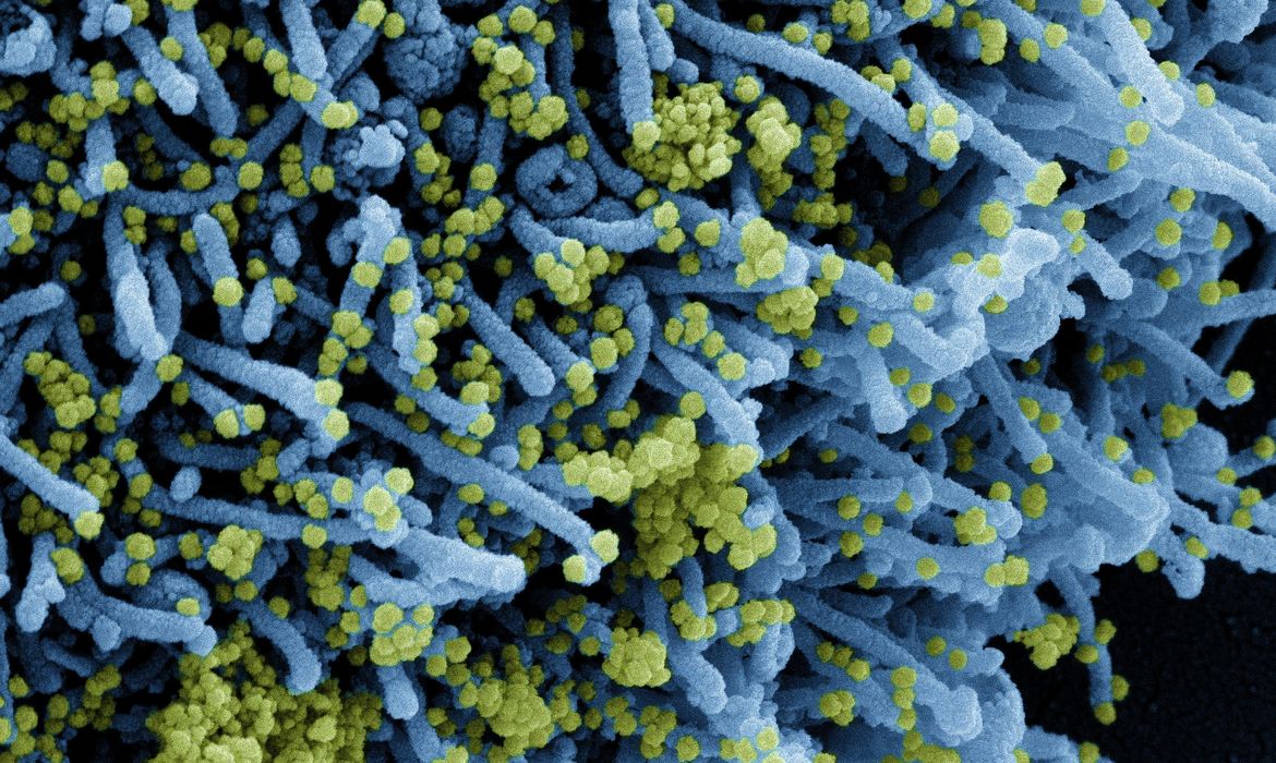 Descoberta nova variante do coronavírus com grande número de mutações | Agência Brasil
