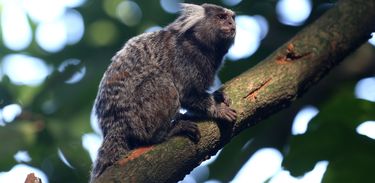 Macaco sagui(Callithrix sp.) no Parque Natural Municipal da Catacumba, Lagoa, zona sul da cidade