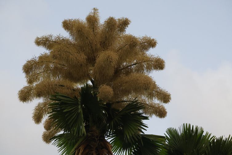 _d6a9608 Palmeiras raras florescem no Parque do Flamengo após 60 anos