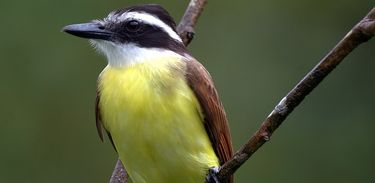 Bem-te-vi