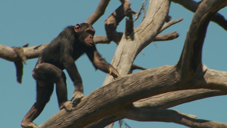 Na reserva Ol Pejeta, no Quênia, vivem 39 primatas