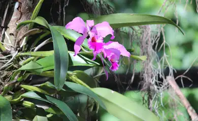 Fortaleza (CE), 16/05/2025 - Orquídea Cattleya labiata é instituída como Flor-Símbolo do Estado do Ceará. Foto: SEMA/Divulgação