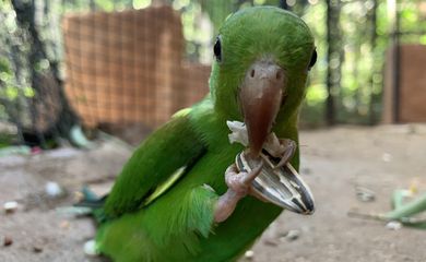 Maior viveiro da América Latina recebe quase 300 aves resgatadas/divulgação do Viveiro Cecropia. Proibido o uso comercial: