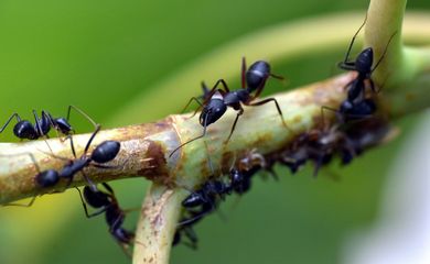 Formigas. Sandeep Handa/Pixabay