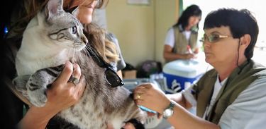 Vacinação de animais no Distrito Federal