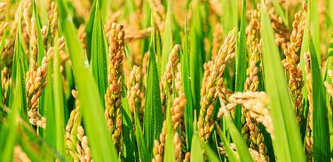 Consórcio de bactérias capaz de promover a fixação do nitrogênio, pode aumentar até 30% da produtividade do arroz