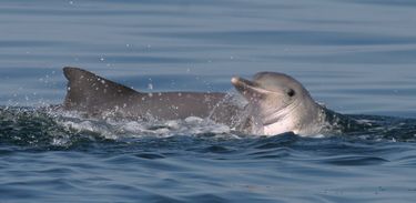 Boto-cinza, espécie símbolo do Rio de Janeiro