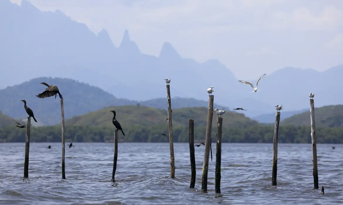 Guapimirim (RJ), 16/10/2024 - Aves marinhas no na Baía de Guanabara com manguezal e a montanha do Dedo de Deus, na Serra dos Órgãos, ao fundo. Foto: Fernando Frazão/Agência Brasil