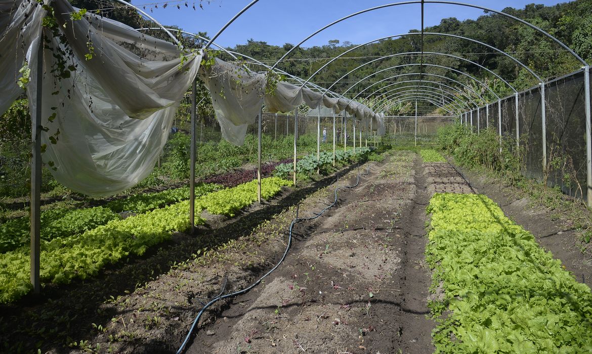 Horta na propriedade de Waldir Pollack em Paracatu de Baixo, distrito de Mariana, no local são cultivadas cerca de 40 variedades de hortaliças e legumes. 