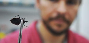 Barbeiro transmissor da Doença de Chagas 