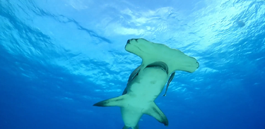 "Os mistérios da evolução" explica o processo evolutivo do tubarão-martelo