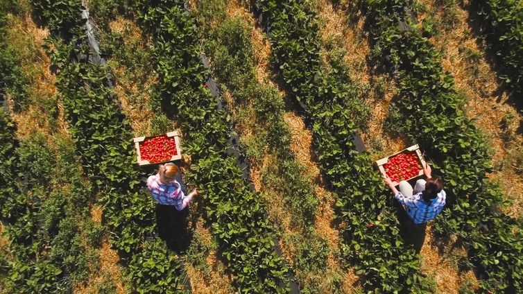 Agro Nacional mostra sistema de cultivo que usa minidrones